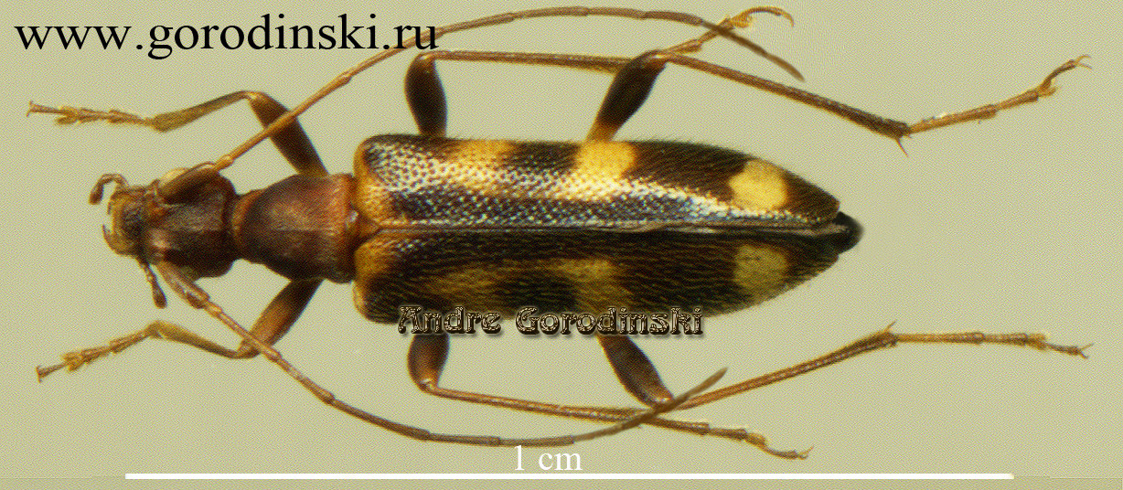 http://www.gorodinski.ru/cerambyx/Pidonia gorodinskii.jpg